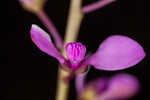 Scalloped milkwort